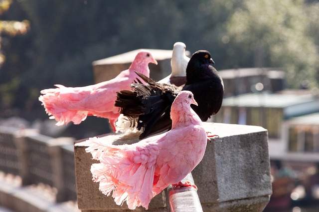 给了广东队 给了广东队